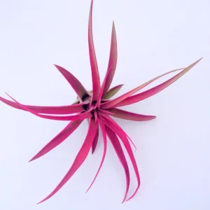Hot Pink Capitata Airplant Set 3 - Tillandsia Live Plant, 4-7 inch - Image 3