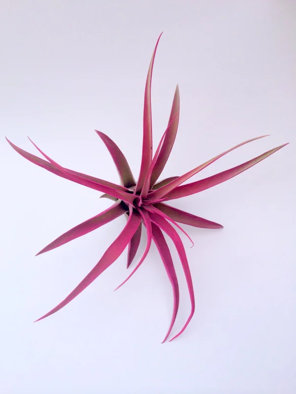 Hot Pink Capitata Airplant Set 3 - Tillandsia Live Plant - Pink Terrarium Decor - Image 4