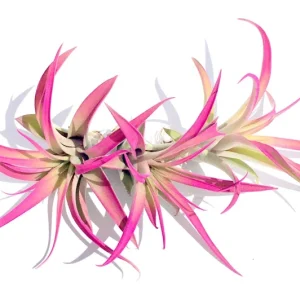 Hot Pink Capitata Airplant Set of 3 - Live Tillandsia Plant, 4-7 inch - Image 1