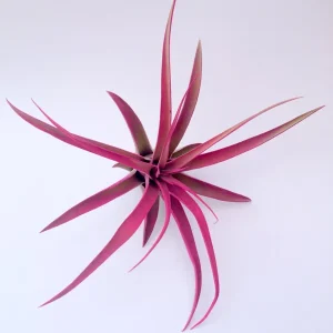 Hot Pink Capitata Airplant – Tillandsia Live Terrarium Plant – 4-7 inch - Image 2
