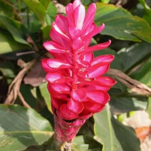 Hot Pink Ginger Live Plant - 2-5 inches Tall - Tropical Ornamental Flower for Garden & Container Growing - Image 1