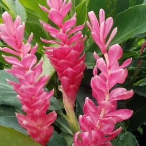 Hot Pink Ginger Live Plant - 2-5 inches Tall - Tropical Ornamental Flower for Garden & Container Growing - Image 2