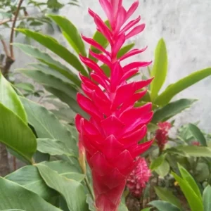 Hot Pink Ginger Live Plant - 2-5 inches Tall - Tropical Ornamental Flower for Garden & Container Growing - Image 3