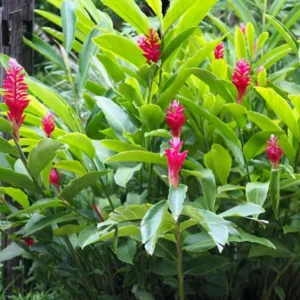 Hot Pink Ginger Live Plant - 2-5 inches Tall - Tropical Ornamental Flower for Garden & Container Growing - Image 4