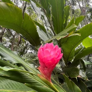 Hot Pink Ginger Live Plant - 2-5 inches Tall - Tropical Ornamental Flower for Garden & Container Growing - Image 5