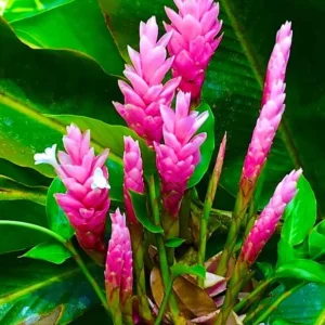 Hot Pink Ginger Live Plant - 2-5 inches Tall - Tropical Ornamental Flower for Garden & Container Growing - Image 6