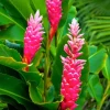 Hot Pink Ginger Live Plant 4" Pot - Vibrant Tropical Blooms, Fragrant Perennial - Image 1