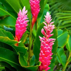 Hot Pink Ginger Live Plant 4" Pot - Vibrant Tropical Blooms, Fragrant Perennial - Image 1
