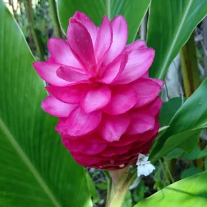 Hot Pink Ginger Live Plant 4