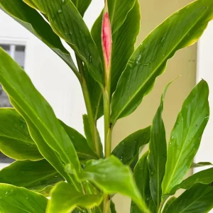Hot Pink Ginger Live Plant 4" Pot - Vibrant Tropical Blooms, Fragrant Perennial - Image 2