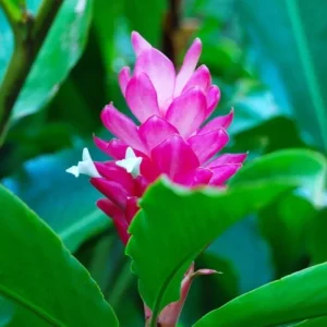 Hot Pink Ginger Live Plant 4