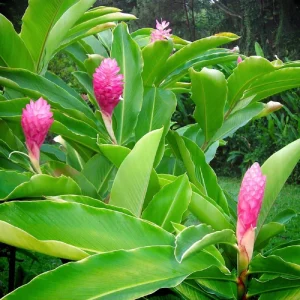 Hot Pink Ginger Live Plant 4