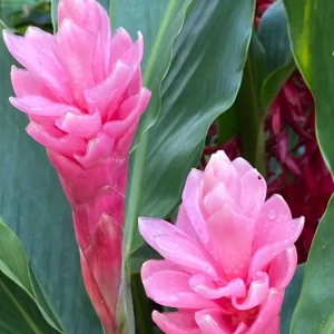 Hot Pink Ginger Live Plant 4