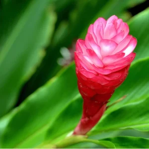 Hot Pink Ginger Live Plant 4