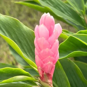 Hot Pink Ginger Live Plant 4