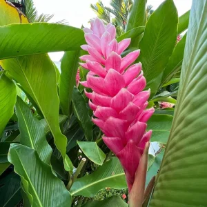 Hot Pink Ginger Live Plant 4