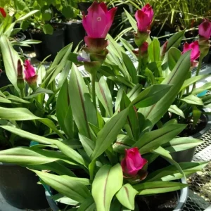 Hot Pink Ginger Live Plant 4