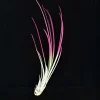 Hot Pink Juncea Tillandsia Air Plant – Live Terrarium Supply – 4-7 inches - Image 1