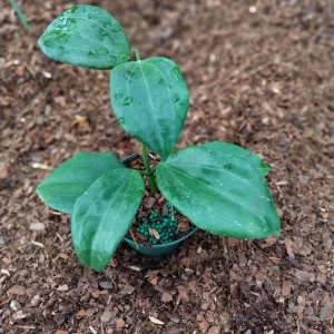 Hoya Quinquenervia Live Plant – 3.25 inch Pot Starter Plant – Indoor Houseplant - Image 2
