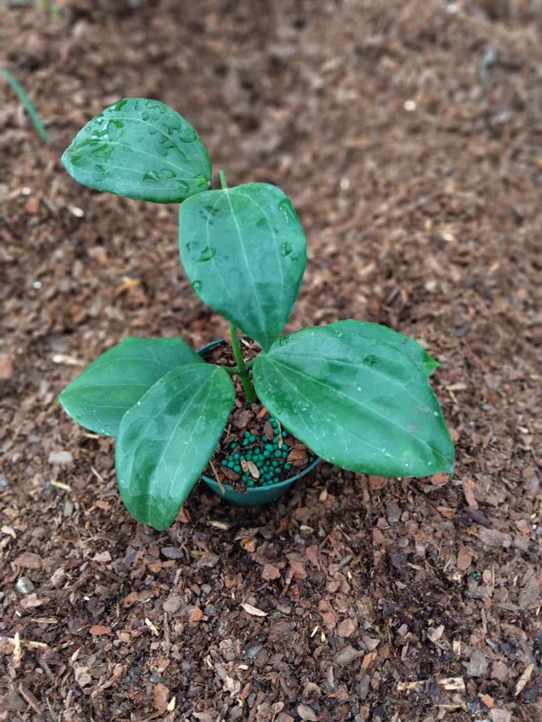 Hoya Quinquenervia Live Plant – 3.25 inch Pot Starter Plant – Indoor Houseplant - Image 2