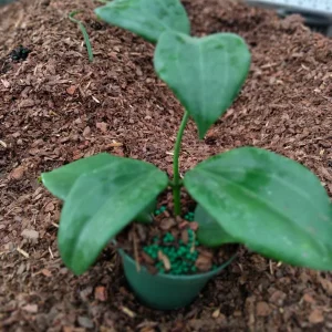 Hoya Quinquenervia Live Plant – 3.25 inch Pot Starter Plant – Indoor Houseplant - Image 3