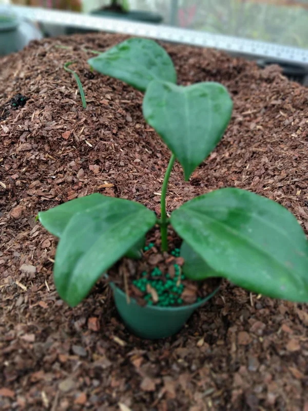 Hoya Quinquenervia Live Plant – 3.25 inch Pot Starter Plant – Indoor Houseplant - Image 3