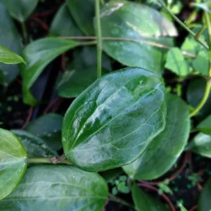 Hoya Quinquenervia Live Plant – 3.25 inch Pot Starter Plant – Indoor Houseplant - Image 1