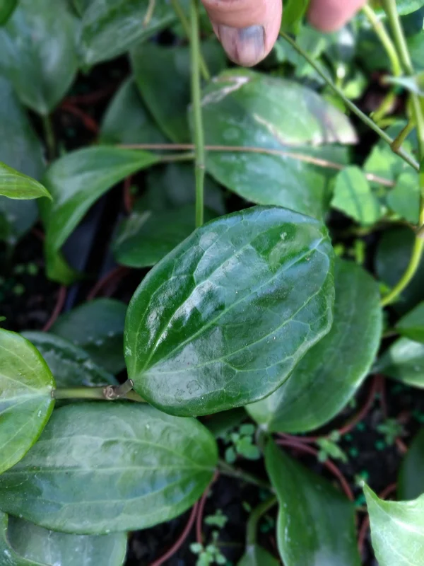 Hoya Quinquenervia Live Plant – 3.25 inch Pot Starter Plant – Indoor Houseplant - Image 1