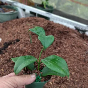 Hoya Quinquenervia Live Plant – 3.25 inch Pot Starter Plant – Indoor Houseplant - Image 4