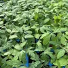 Hungarian Giant Tomato Live Plant – Large Heirloom Variety – 4 Pack, 6-10 inches Tall – Outdoor Vegetable - Image 1