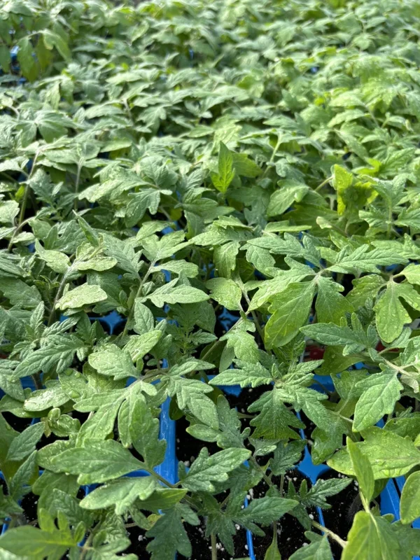 Hungarian Giant Tomato Live Plant – Large Heirloom Variety – 4 Pack, 6-10 inches Tall – Outdoor Vegetable - Image 1