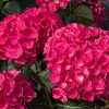 Hydrangea Akadama Starter Live Plant – Pink Flowers – 6 Inch – Zone 6-9 - Image 1