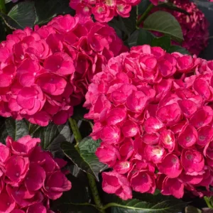 Hydrangea Akadama Starter Live Plant – Pink Flowers – 6 Inch – Zone 6-9 - Image 1