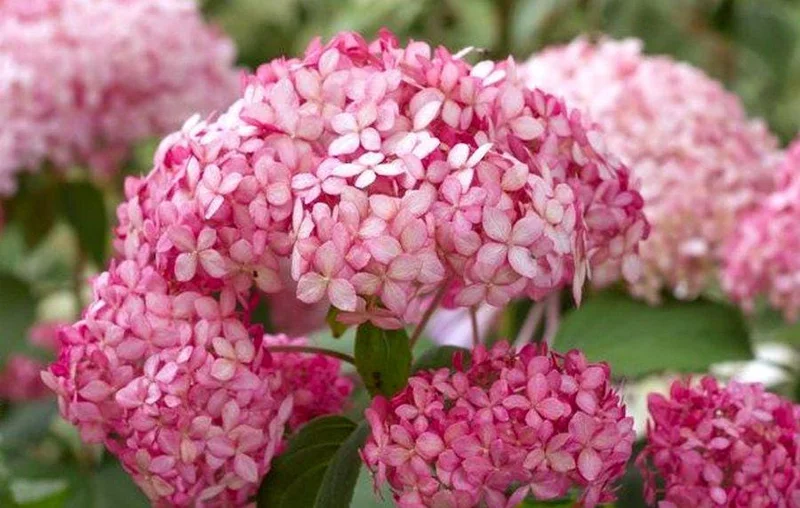 Hydrangea Arborescens Live Plant - Smooth Hydrangea Shrub - 5-8 Inch Starter - Image 2