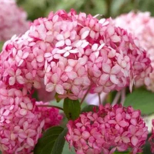 Hydrangea Arborescens Live Plant – Starter Shrub – 5-8 Inch – White Flowers – Outdoor - Image 2