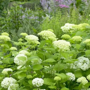 Hydrangea Arborescens Live Plant – Starter Shrub – 5-8 Inch – White Flowers – Outdoor - Image 3
