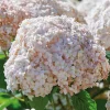 Hydrangea Arborescens Live Plant – Starter Shrub – 5-8 Inch – White Flowers – Outdoor - Image 1