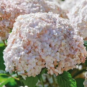 Hydrangea Arborescens Live Plant – Starter Shrub – 5-8 Inch – White Flowers – Outdoor - Image 1