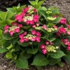 Hydrangea 'Cherry Explosion' Live Plant – 3-5 Inch Potted Shrub – Outdoor - Image 1