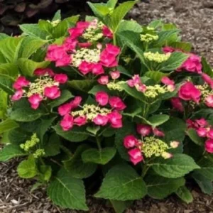 Hydrangea 'Cherry Explosion' Live Plant – 3-5 Inch Potted Shrub – Outdoor - Image 1