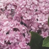 Hydrangea Double Down Starter Plant – Live Shrub – 3-5 Inch – Outdoor - Image 1