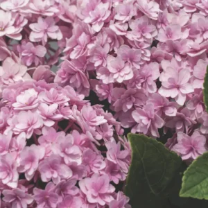 Hydrangea Double Down Starter Plant – Live Shrub – 3-5 Inch – Outdoor - Image 1