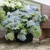 Hydrangea Fairytrail Fresco Live Plant – Deciduous Shrub – 5-7 Inch Starter Plant - Image 1
