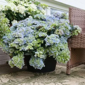 Hydrangea Fairytrail Fresco Live Plant – Deciduous Shrub – 5-7 Inch Starter Plant - Image 1