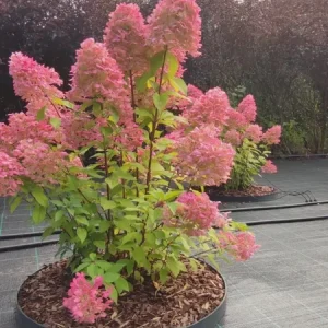 Hydrangea 'Hercules' Live Plant – Deciduous Shrub – 5-7 Inch Starter - Image 2