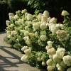 Hydrangea 'Hercules' Live Plant – Deciduous Shrub – 5-7 Inch Starter - Image 1