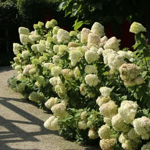 Hydrangea 'Hercules' Live Plant – Deciduous Shrub – 5-7 Inch Starter - Image 1