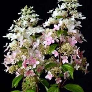 Hydrangea Paniculata 'Confetti' Live Shrub Plant - 4-6 Inch Starter - Image 1