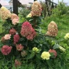 Hydrangea Paniculata 'Graffiti' Live Plant - Starter Shrub 6-8 Inch - Image 1