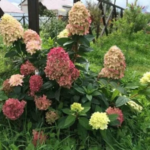 Hydrangea Paniculata 'Graffiti' Live Plant - Starter Shrub 6-8 Inch - Image 1